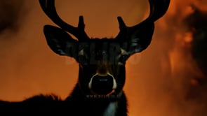 Close-up of a deer at risk with a forest fire in the background, emphasizing the danger faced by wildlife during wildfires and the environmental threat.