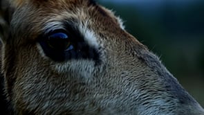 Close-up of a deer opening its mouth with fire emerging in a surreal scene, highlighting the environmental issues caused by forest fires and global warming.