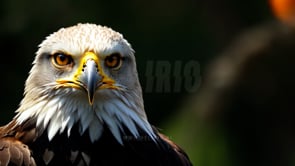 Eagle at risk with a forest fire in the background, highlighting the vulnerability of wildlife during forest fires and the growing environmental threats.