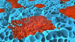 A detailed 3D exploration of cells in the human body, highlighting health and the interaction of red and blue cells, viruses, and bacteria under a microscope.